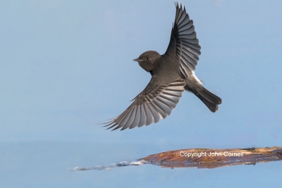 Black-Phoebe;Flying-Bird;Photography;Sayornis-nigricans;action;active;aloft;beha